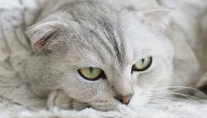 开云电竞入口-室外场馆智能化：引领未来足球场的技术革命，室外场馆英文